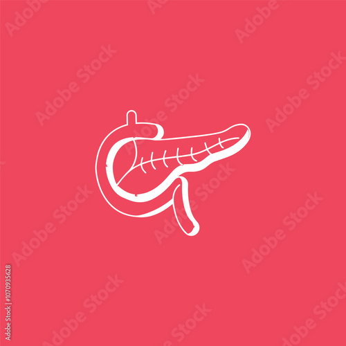 Pancreas with Duodenum Vector Illustration for magazines, books or scientific presentation
