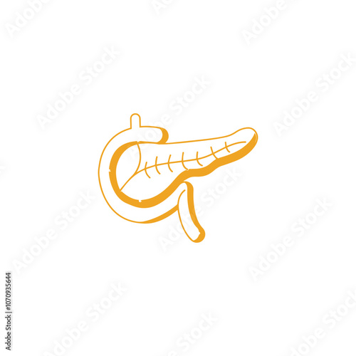 Pancreas with Duodenum Vector Illustration for magazines, books or scientific presentation
