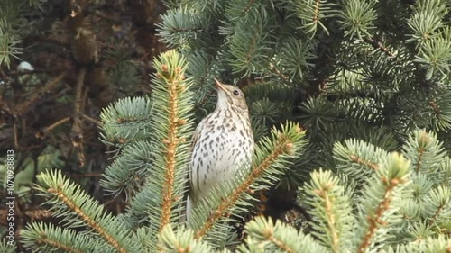 Song thrush (Turdus philomelos) singing on the branch of fir tree.