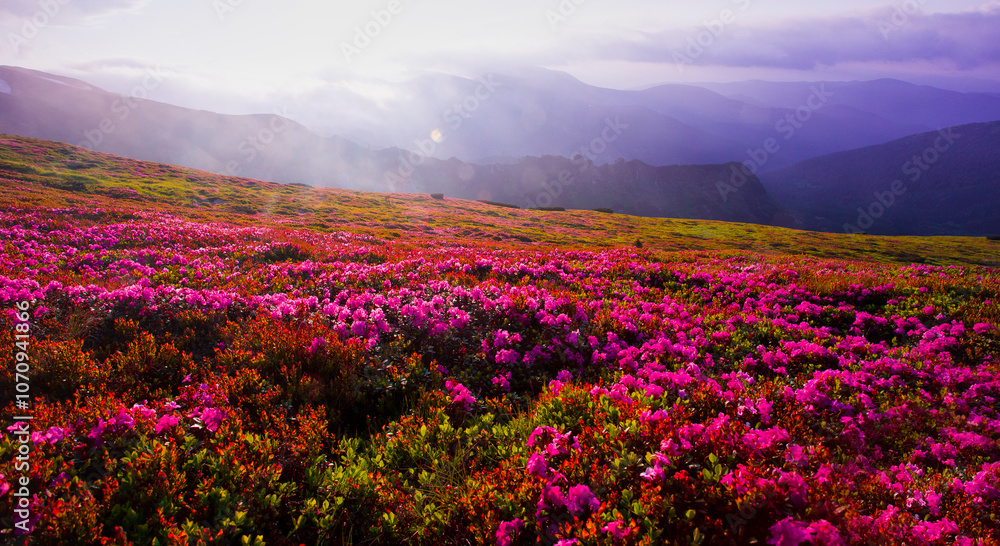 Obraz premium blossom pink rhododendrons flowers, amazing panoramic nature scenery