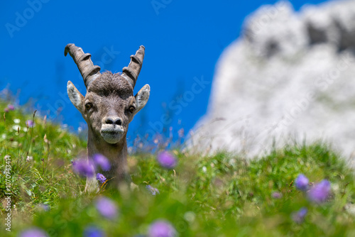 Steinbock Junges im Alpstein
