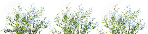 Wallpaper Mural Set of Kalimeris indica (also known as Indian aster or Indian Kalimeris) frontal isolated png on a transparent background perfectly cutout high resolution Torontodigital.ca