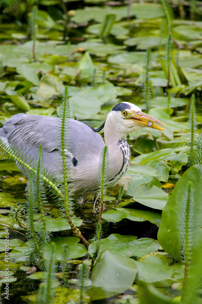 great blue heron