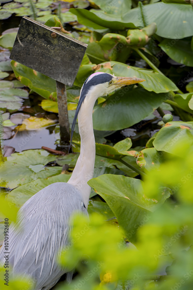 grey heron ardea cinerea