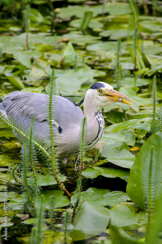 Obraz na płótnie great blue heron w salonie