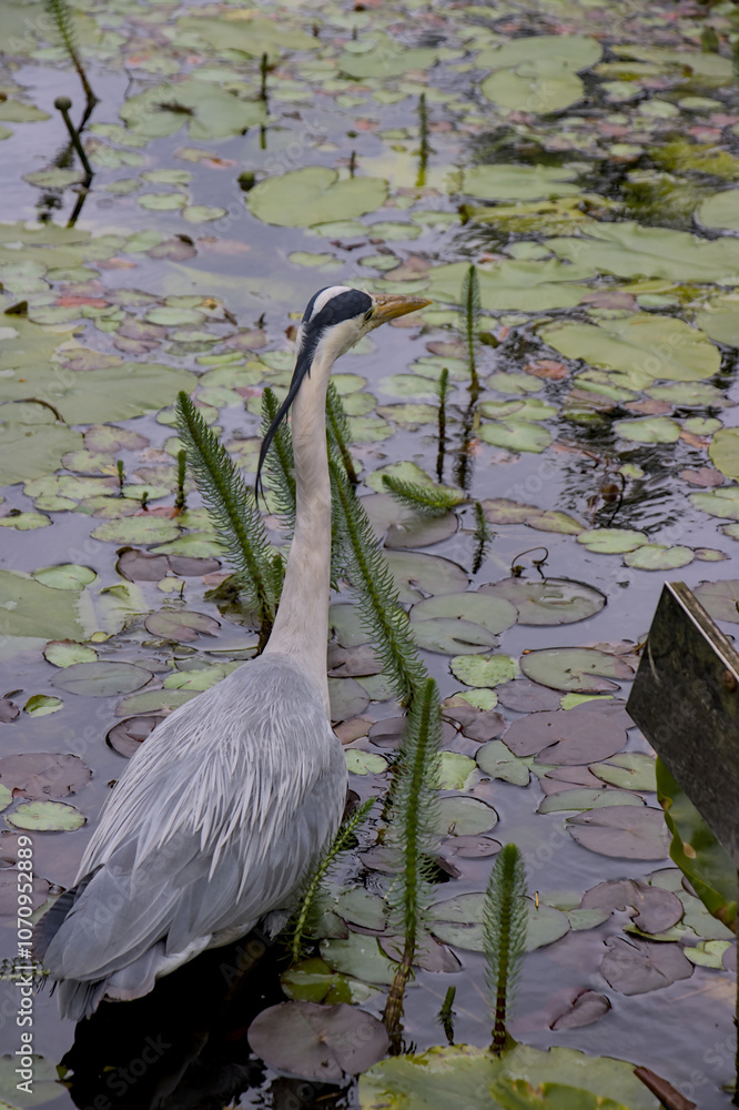 heron in the pond