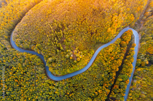 Snake road in the autumn forest