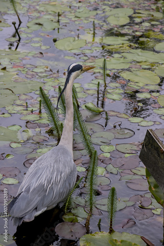 Obraz na płótnie heron in the pond w salonie