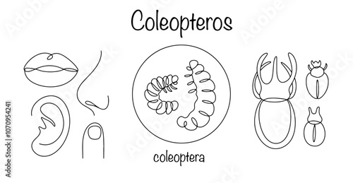 Coleopteros