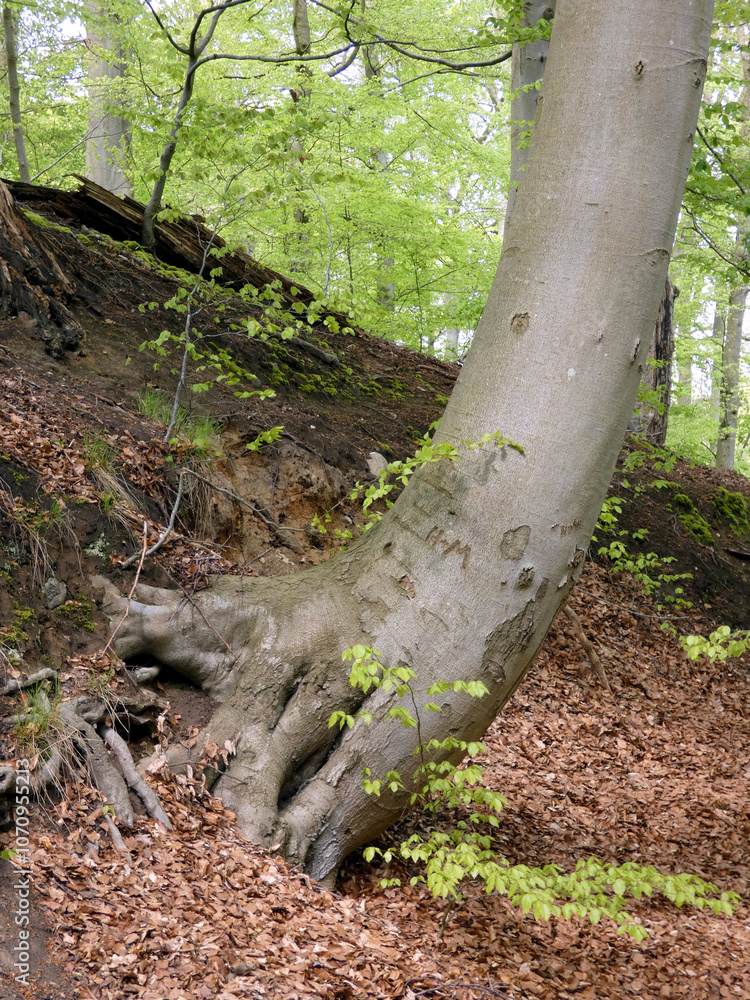 Obraz premium On the way in the primeval forest of the Warnow Urstromtal (Mecklenburg-Vorpommern, Germany)