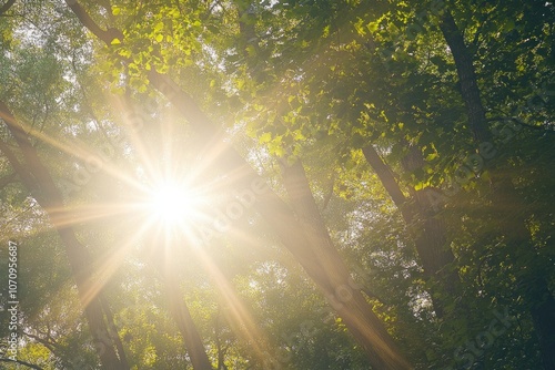 Sunbeams Shining Through a Forest Canopy