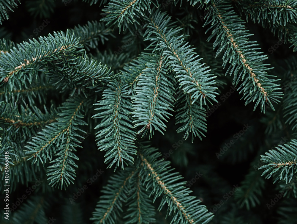 pine tree branches pine tree branches