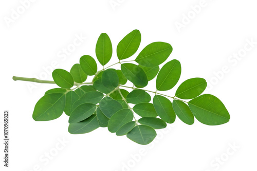 image of moringa leaves on transparent background, PNG file 