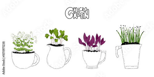 Micro green vector set. Fresh sprouts in mugs and jars on white background . Edible plants for healthy nutrition. Growing superfood at home. Hand drawn illustration in flat style for different designs