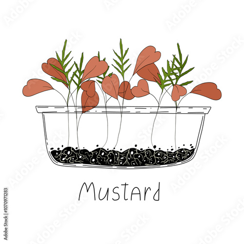 Mustard micro greens. Organic raw vegan healthy food. Vegan dinner ingredient. Healthy nutrition herb spice vector illustration. Micro greens growing in a transparent container on white background photo