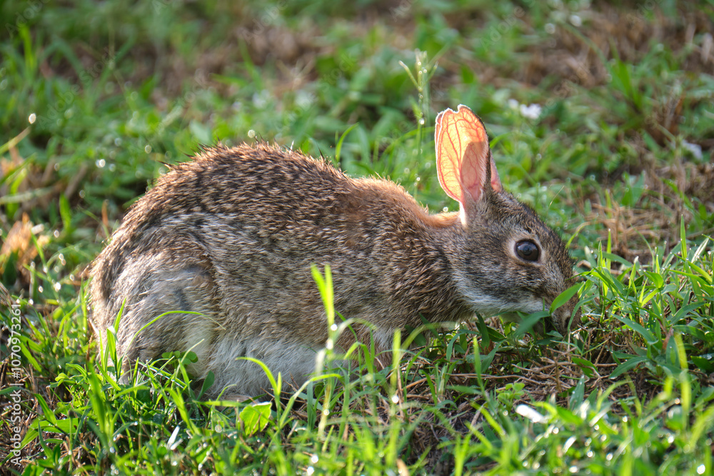 Fototapeta premium Grey small hare eating grass on summer field. Wild rabbit in nature