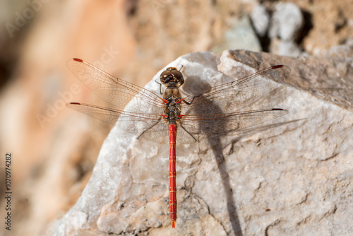 Red arrow dragonfly,Sympetrum striolatum,on a stone, top view,macro. photo