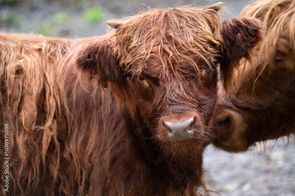 A young Scottish Highland cow with a long brown coat is carefully stroked on the head by its mother. A young Scottish Highland cow with a long brown coat is carefully stroked on the head by its mother.