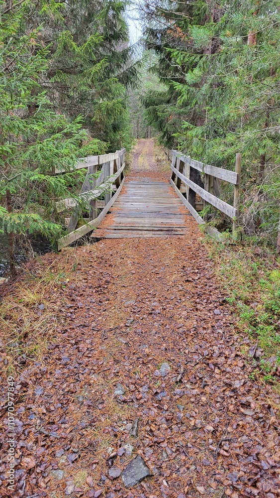 Fototapeta premium path in the woods