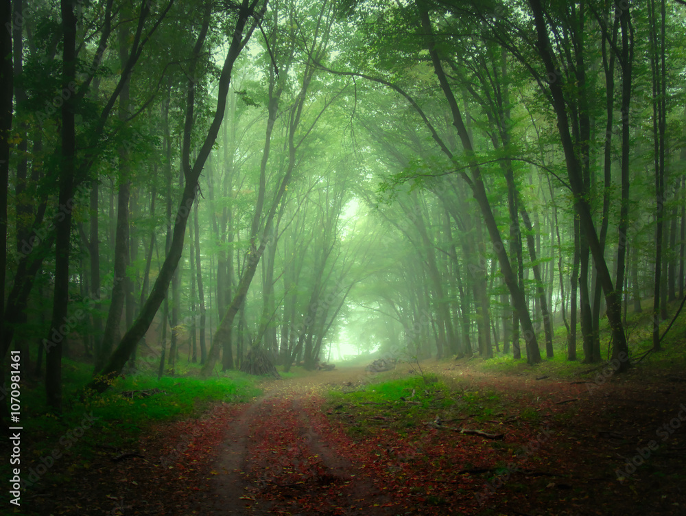 Obraz premium Creepy mysterious green foggy forest during autumn day with forest road and green foliage