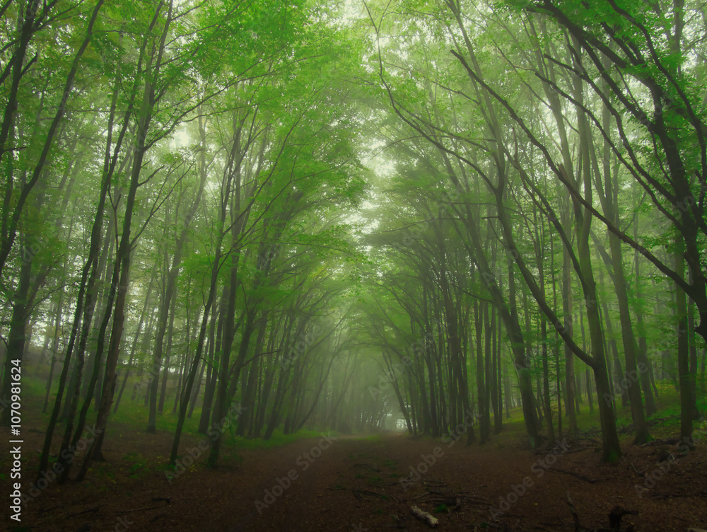 Obraz premium Creepy mysterious green foggy forest during autumn day with forest road and green foliage