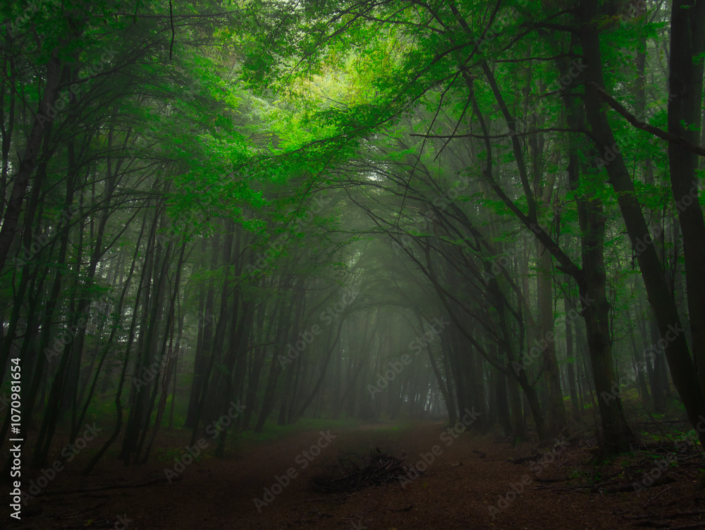 Obraz premium Creepy mysterious green foggy forest during autumn day with forest road and green foliage