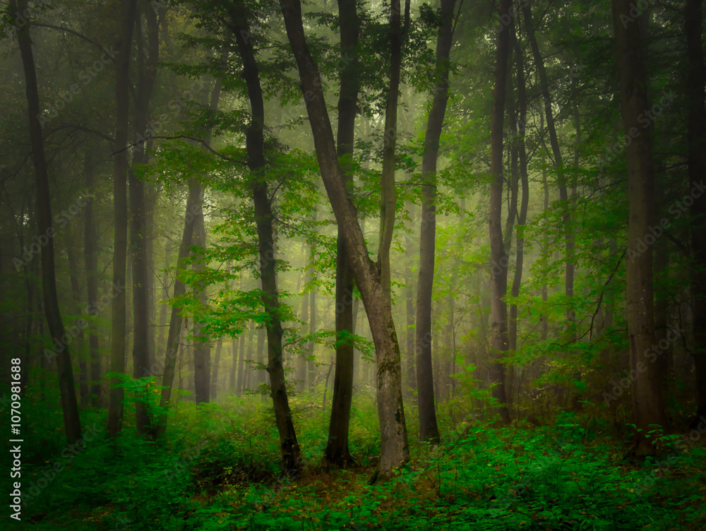 Mysterious green foggy forest during autumn day with trees Mysterious green foggy forest during autumn day with trees