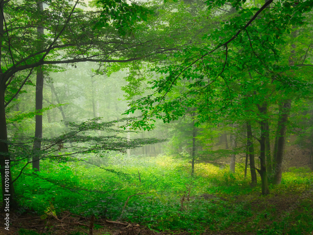 Obraz premium Mysterious green foggy forest during autumn day with trees