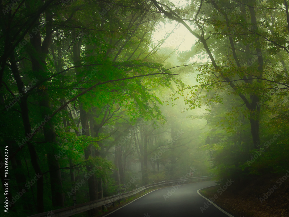 Obraz premium Creepy mysterious green foggy forest during autumn day with asphalt road and green foliage