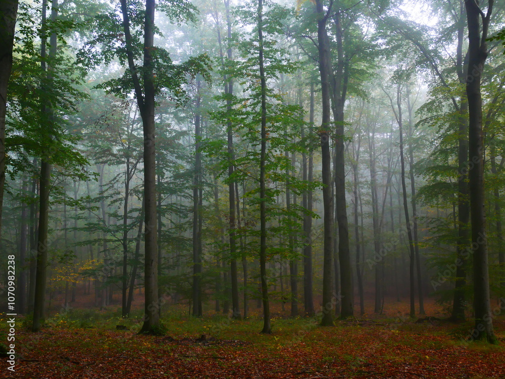 Fototapeta premium Mysterious green foggy forest during autumn day with trees