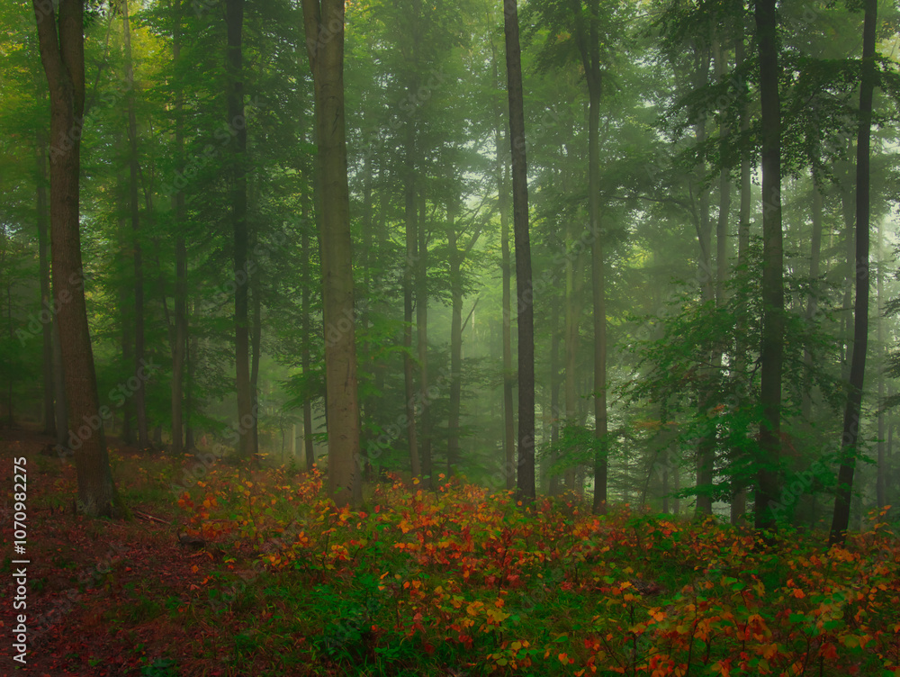 Obraz premium Mysterious green foggy forest during autumn day with trees