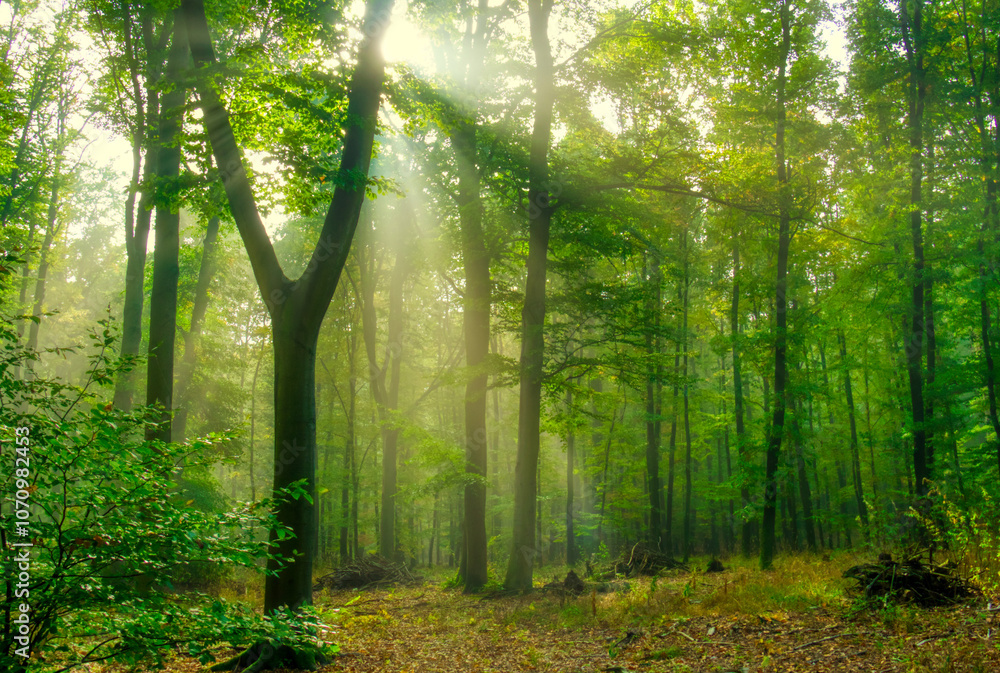 Fototapeta premium Mysterious green foggy forest during autumn day with natural sun rays