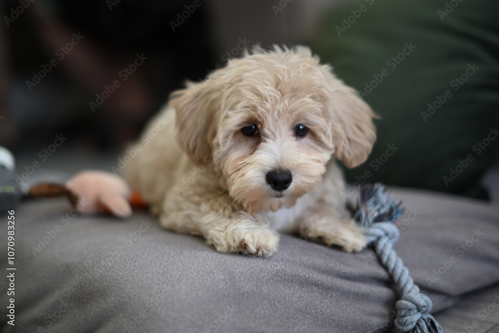 Happy Maltipoo Puppy Close-Up Happy Maltipoo Puppy Close-Up