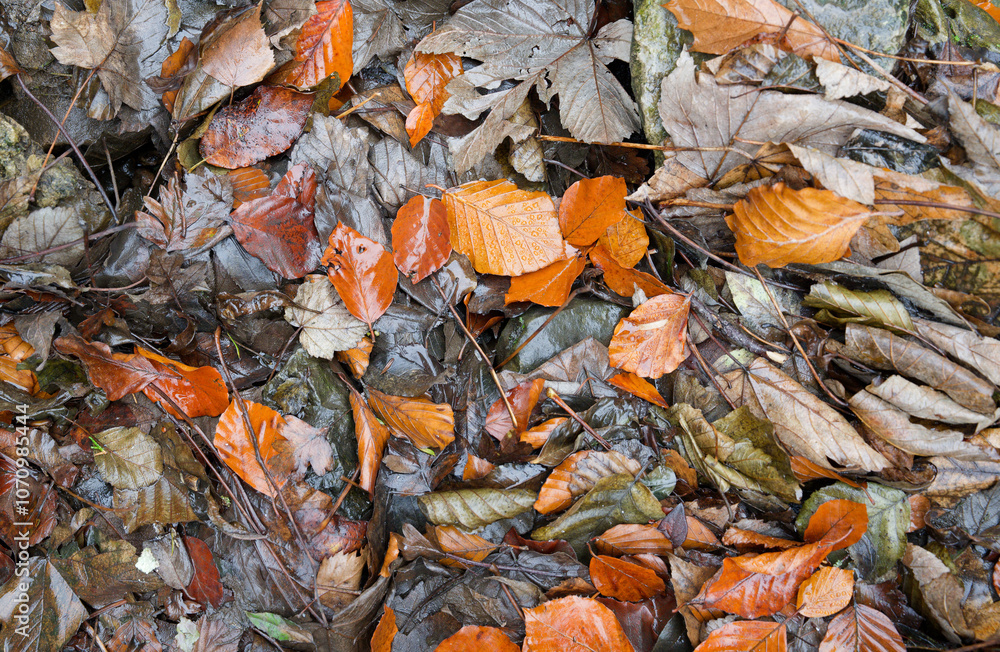 Frame filled image of wet Autumn leaves Frame filled image of wet Autumn leaves