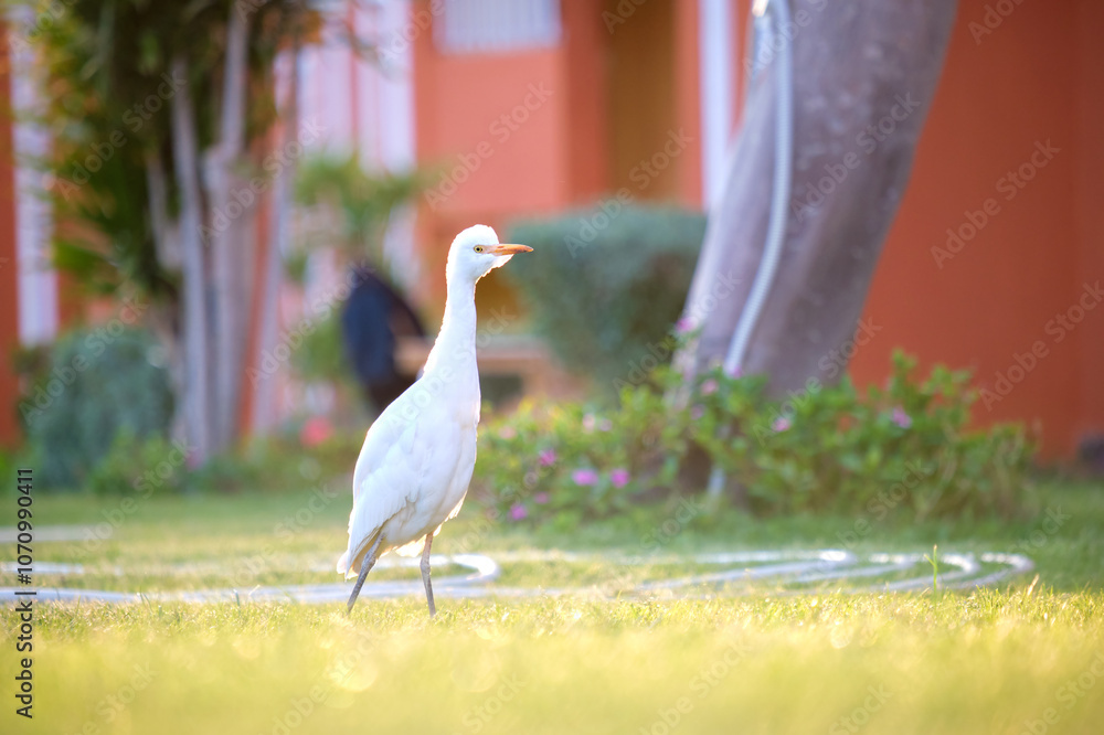 Obraz premium White cattle egret wild bird, also known as Bubulcus ibis walking on green lawn in summer