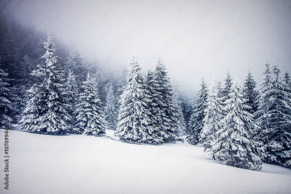 snowy winter landscape snowy winter landscape