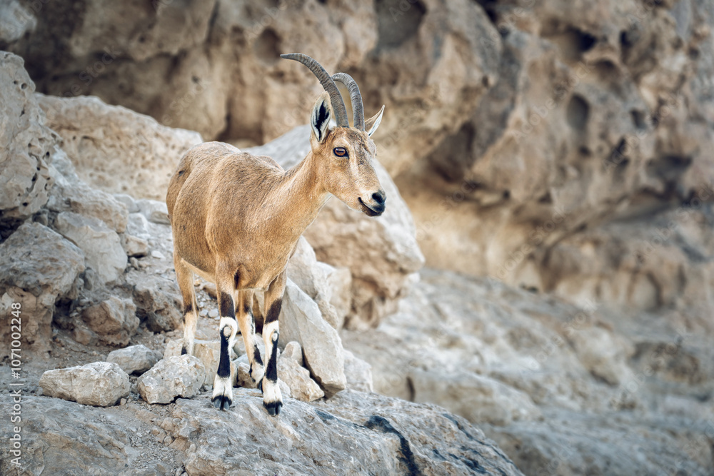 Beautiful Nubian ibex on a mountain in Negev desert in Israel Beautiful Nubian ibex on a mountain in Negev desert in Israel
