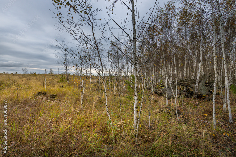 A field of trees with a cloudy sky in the background A field of trees with a cloudy sky in the background