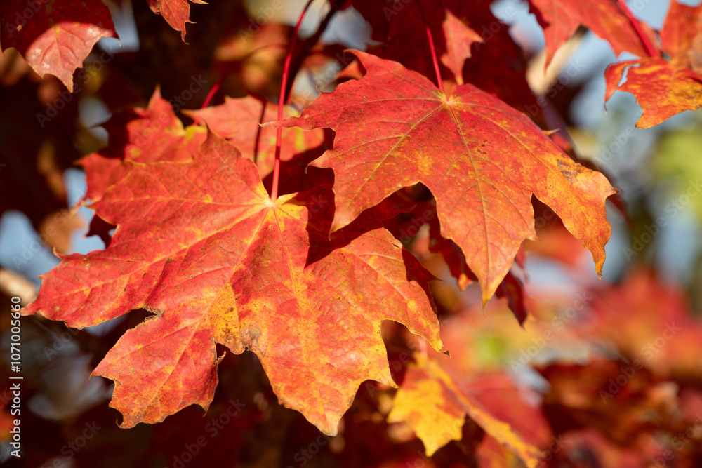 Close-up of red leaves hanging from a tree in the fall. The evening sun is shining. Close-up of red leaves hanging from a tree in the fall. The evening sun is shining.