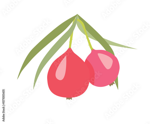 Quandong (Quandong, Australian peach, desert peach is a fruit of Australia. logo