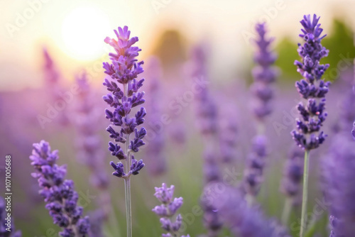 Serene close-up of blooming lavender flowers at sunset, with soft purple tones and gentle bokeh effect in background. For projects of relaxation, nature, or aromatherapy, and botanical-themed designs