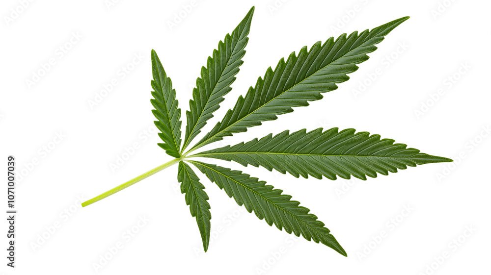 Single cannabis leaf isolated on a white background. PNG transparent.
