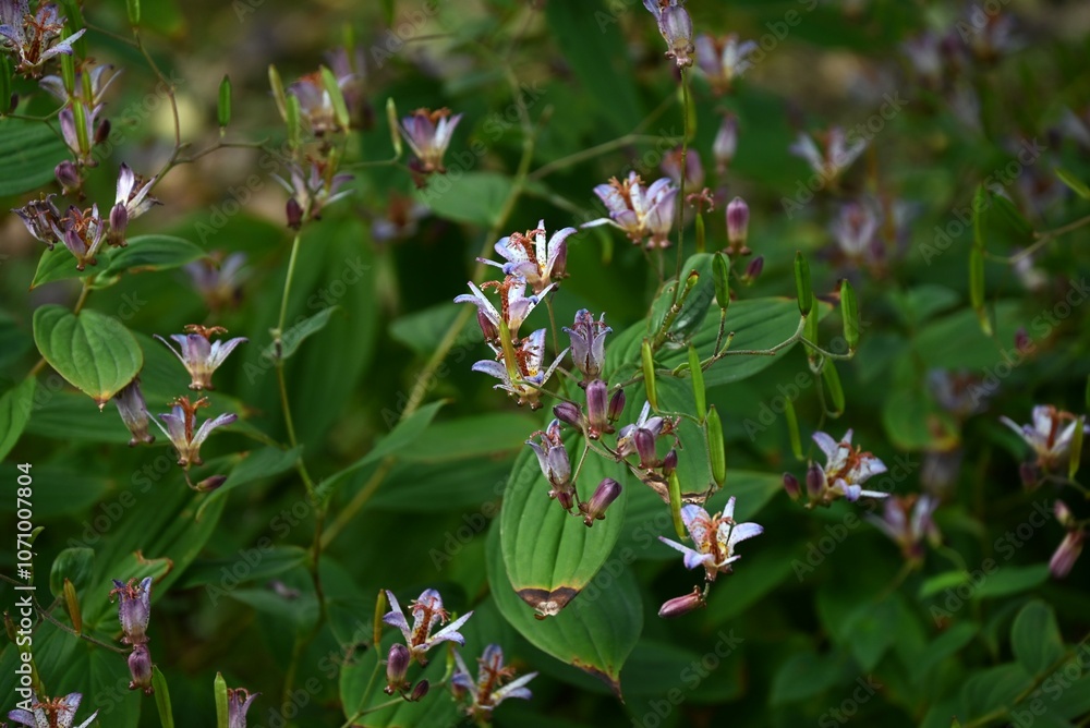 Toad lily (Tricyrtis hirta) flowers. A perennial plant of Liliaceae endemic to Japan. Purple-spotted flowers bloom upward from August to October. Toad lily (Tricyrtis hirta) flowers. A perennial plant of Liliaceae endemic to Japan. Purple-spotted flowers bloom upward from August to October.