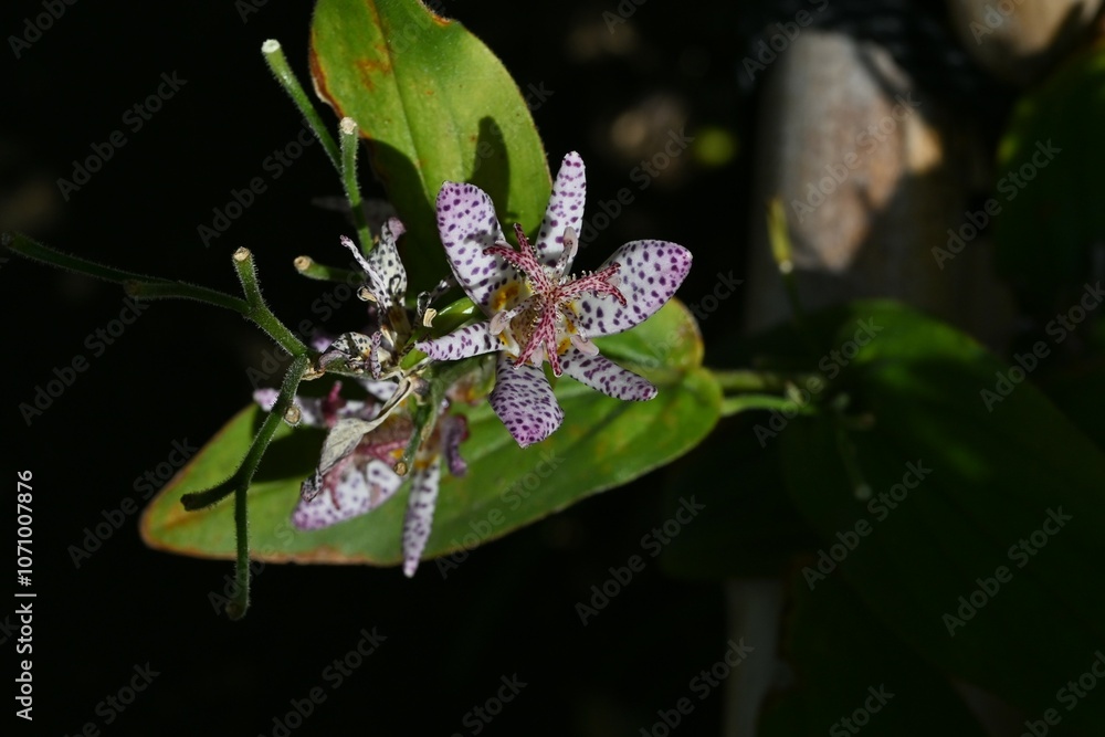 custom made wallpaper toronto digitalToad lily (Tricyrtis hirta) flowers. A perennial plant of Liliaceae endemic to Japan. Purple-spotted flowers bloom upward from August to October.