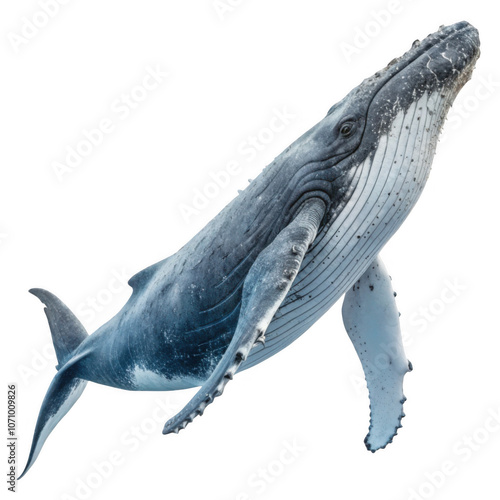 Majestic humpback whale isolated on a transparent background, png