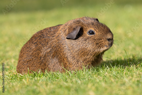 brown guinea pig  photo