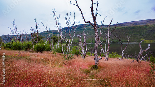 Dead trunks of birch trees placed on the shore of lake raising from red and orange tall grass evokes sadness, death, harsh conditions of swedish nordic lapland in autumn Abisko national park, Sweden. photo