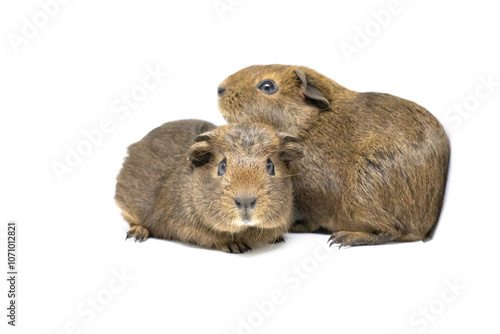 brown guinea pigs on white background  photo