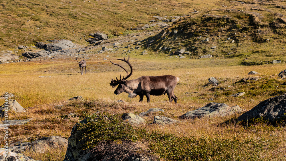 Naklejka premium Pair of reindeer with big antlers wandering in arctic tundra in the wilderness of Lapland in Sweden on Kungsleden trail shows stereotype of Scandinavia landscape.