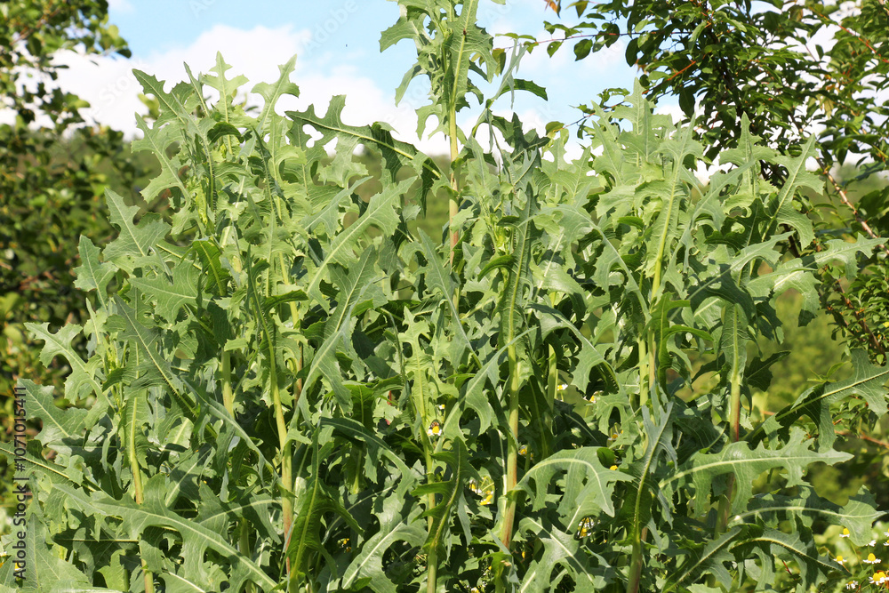 It grows in nature Lactuca serriola It grows in nature Lactuca serriola
